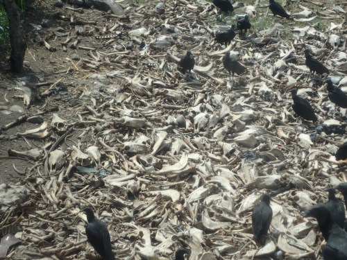 On the way to the work site, we were shown this dumping ground just off the highway. It consists primarily of dead horses and parts and some cattle. The locals often switch horse meat for cattle.